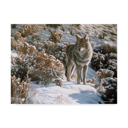 TRADEMARK FINE ART Ron Parker 'Winter Sage Coyote' Canvas Art, 24x32 ALI32268-C2432GG